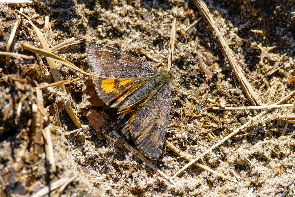 Archiearis parthenias - nagy nappaliaraszoló