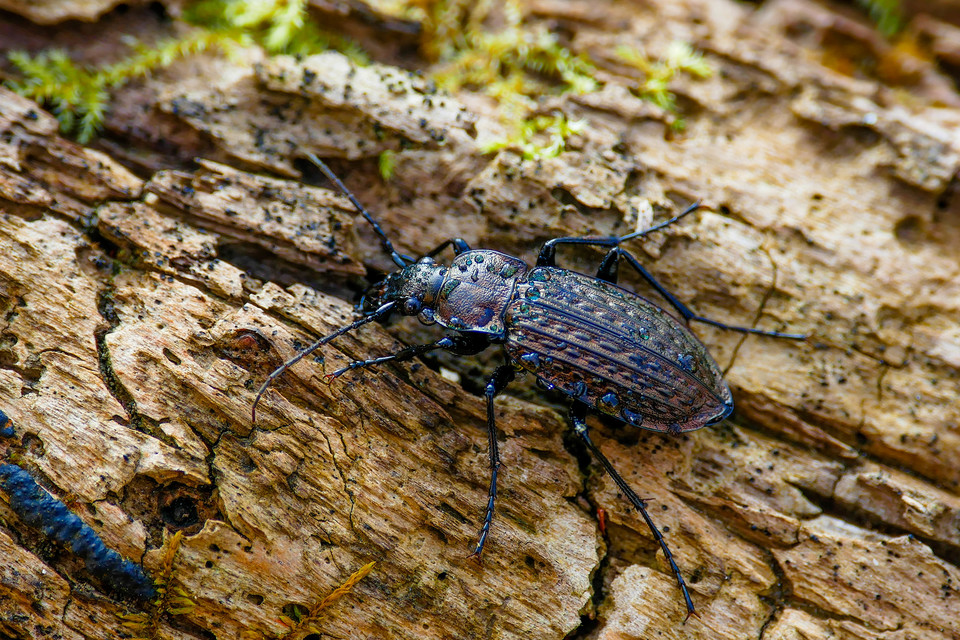 Carabus granulatus - mezei futrinka