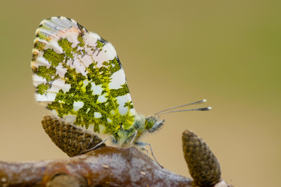 Anthocharis cardamines - hajnalpírlepke