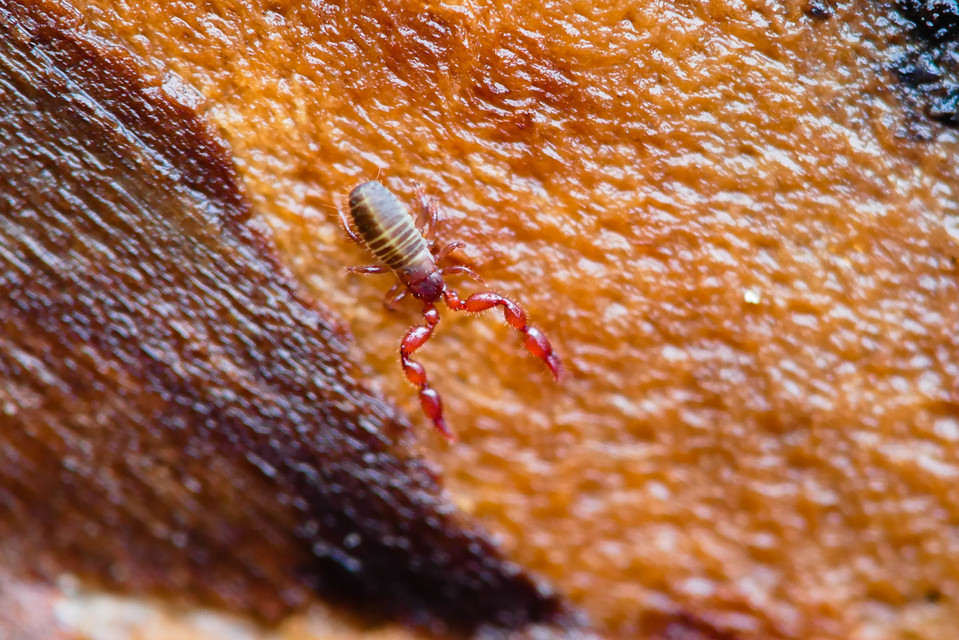 Pseudoscorpionida - Álskorpiók