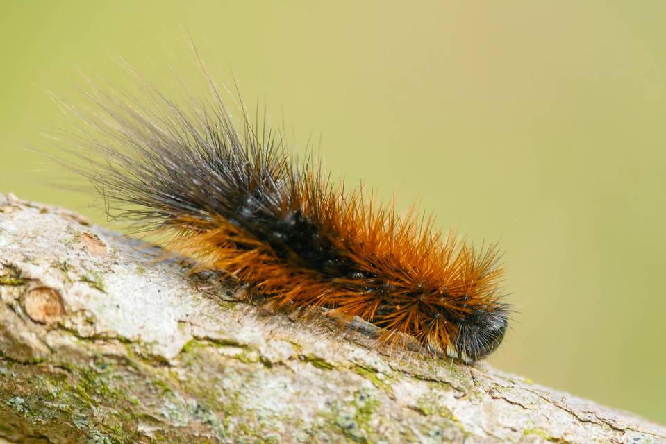 Hyphoraia aulica - barna medvelepke
