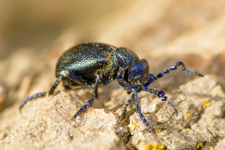 Meloe proscarabaeus - közönséges nünüke