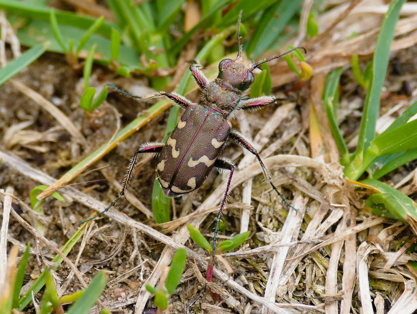 Cicindela soluta pannonica - pannon homokfutrinka