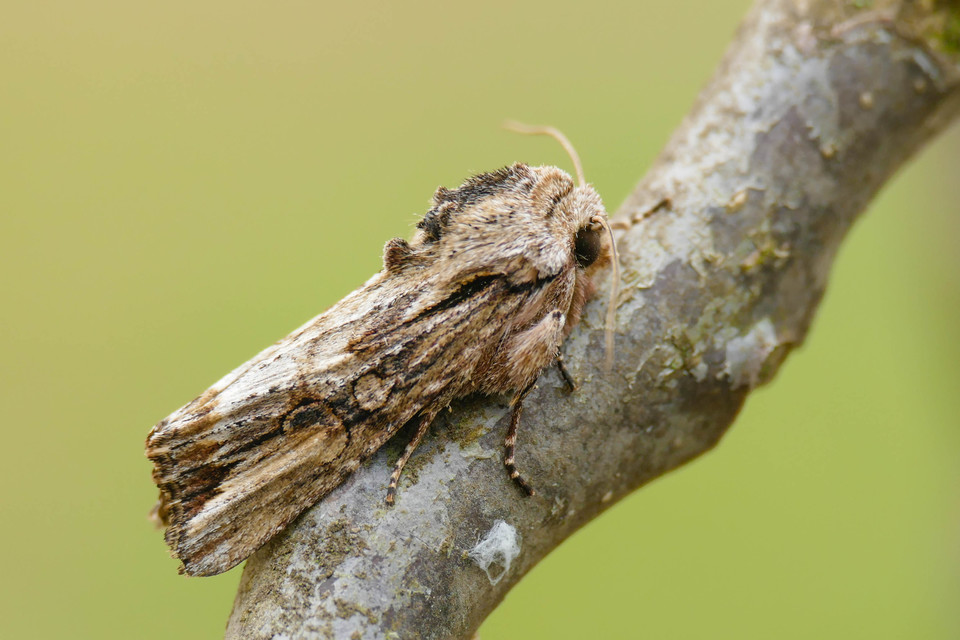Egira conspicillaris - változékony szürkebagoly