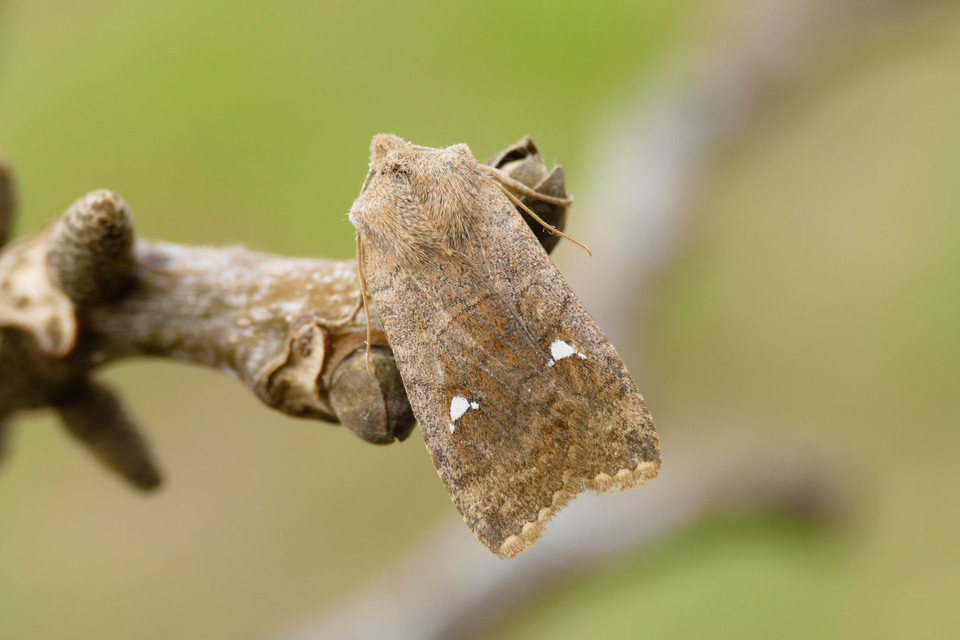 Eupsilia transversa - holdacskás télibagoly