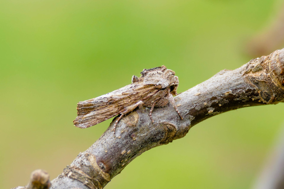Egira conspicillaris - változékony szürkebagoly