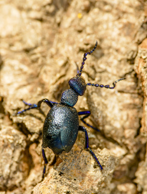 Meloe proscarabaeus - közönséges nünüke