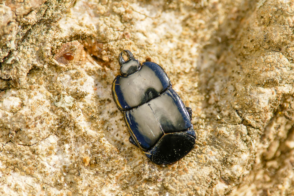 Hololepta plana - lemez-sutabogár