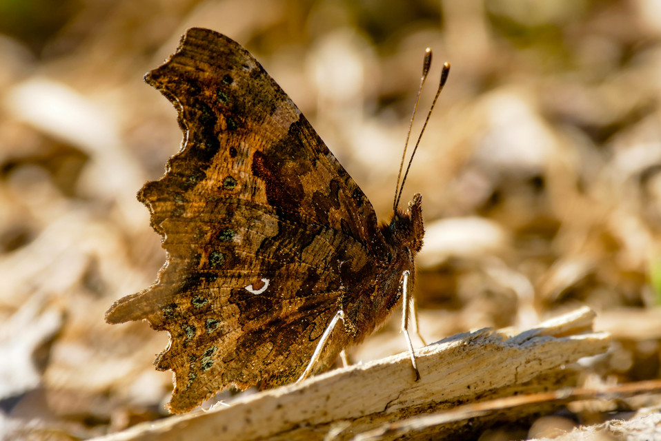 Nymphalis c-album - C-betűs lepke