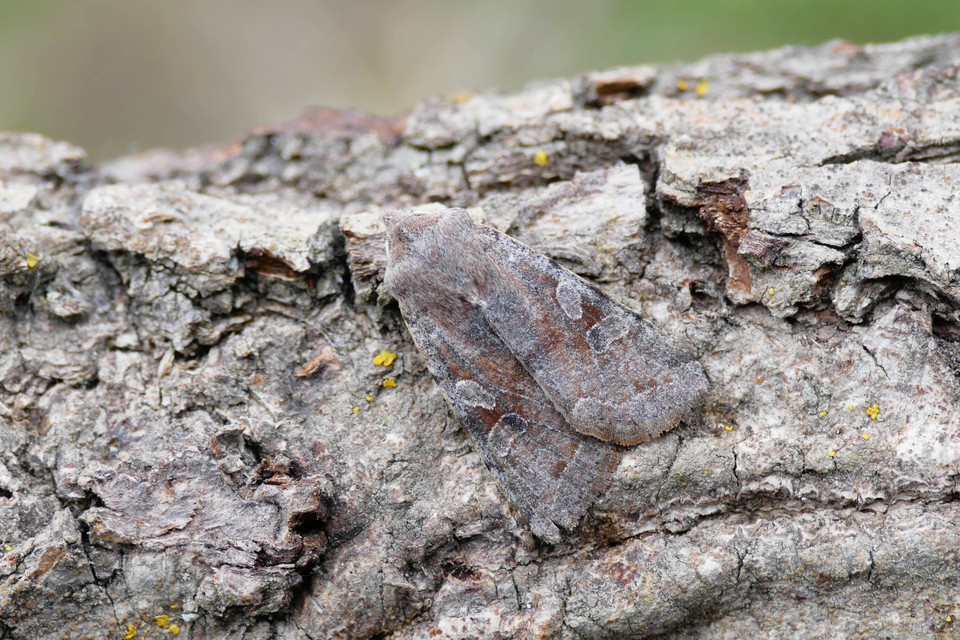 Orthosia incerta - változékony barkabagoly