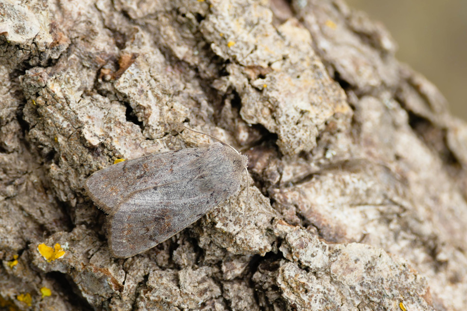Orthosia populeti - nyárfa-barkabagoly