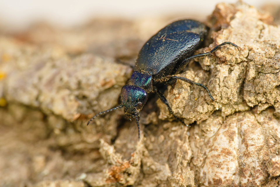 Meloe decorus - csinos nünüke