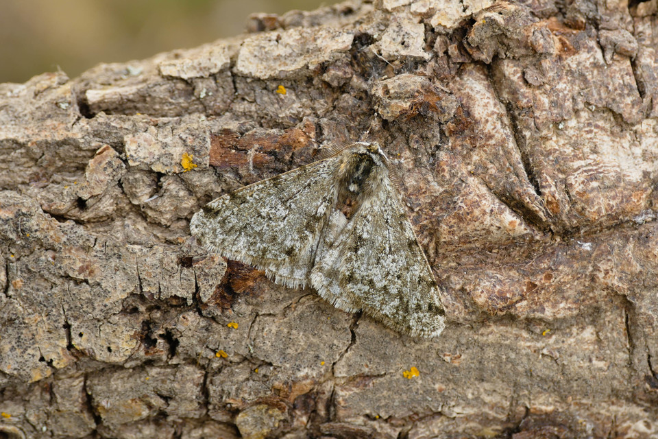 Apocheima pilosaria - zöldes tavasziaraszoló
