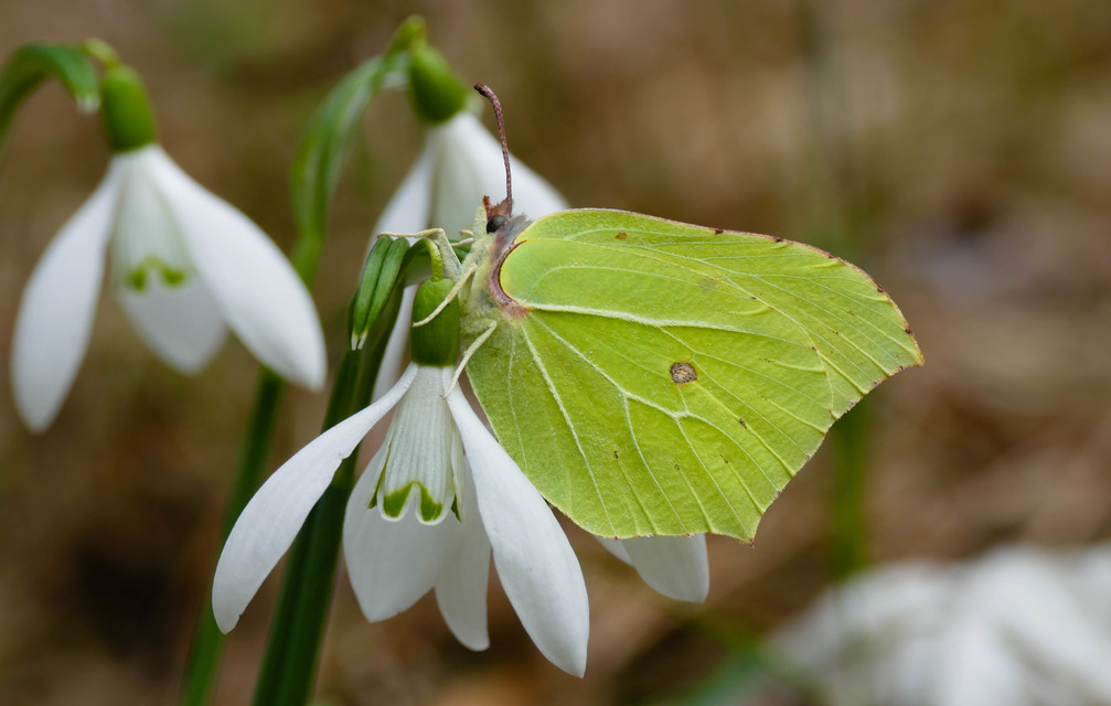 Gonepteryx rhamni - citromlepke