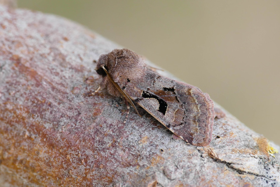 Orthosia gothica - feketefoltos barkabagoly