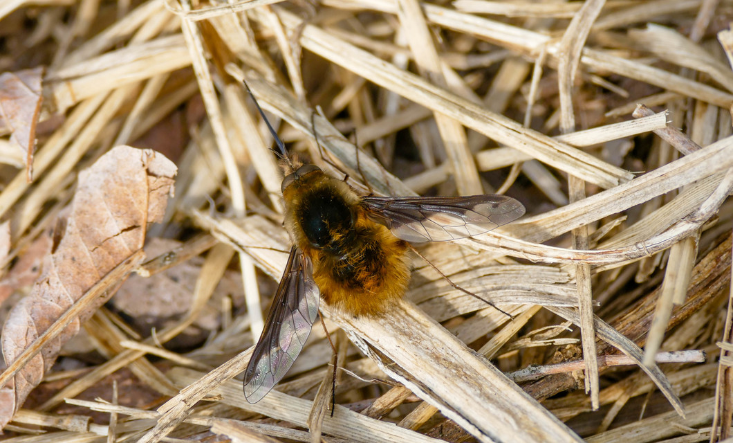 Bombylius major - szegélyes pöszörlégy
