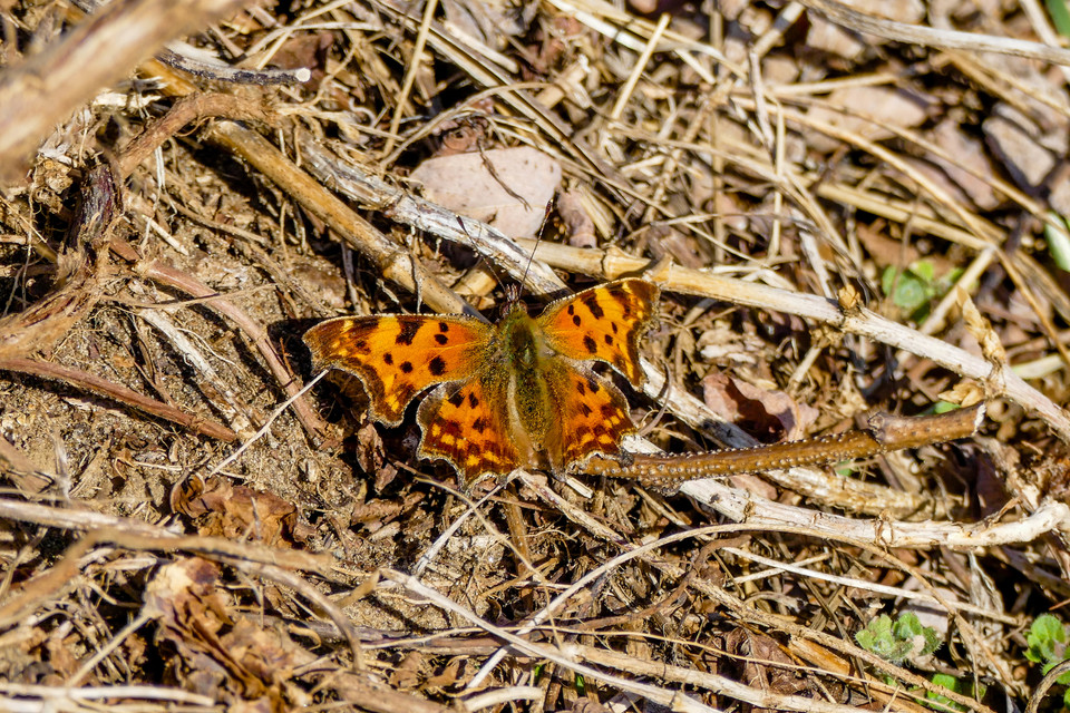 Nymphalis c-album - C-betűs lepke