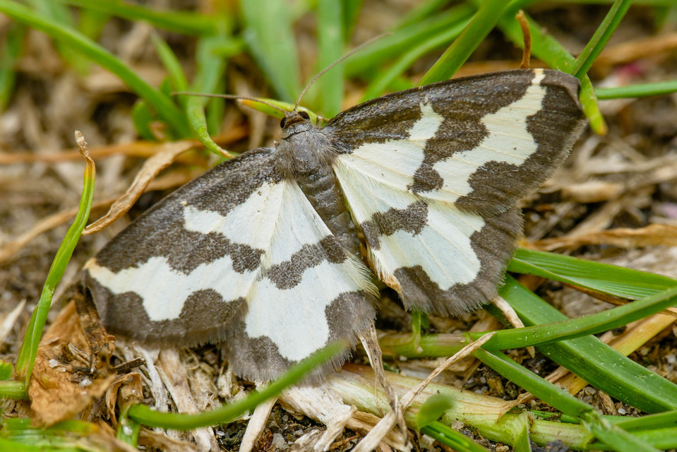 Lomaspilis marginata - szegélyes nyárfaaraszoló