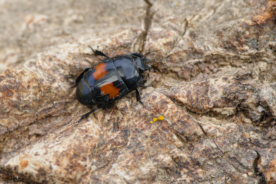 Margarinotus bipustulatus - vörösfoltos sutabogár