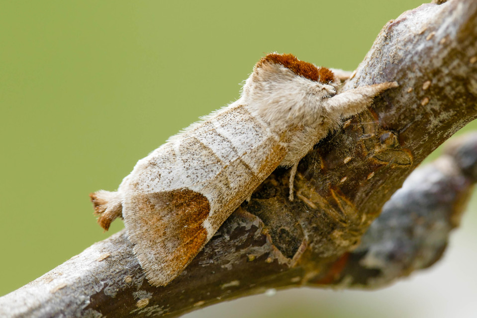 Clostera curtula - rövidszárnyú levélszövő