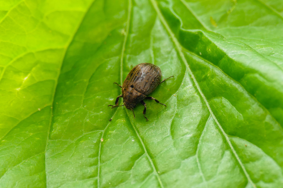 Byrrhus pilula - közönséges labdacsbogár