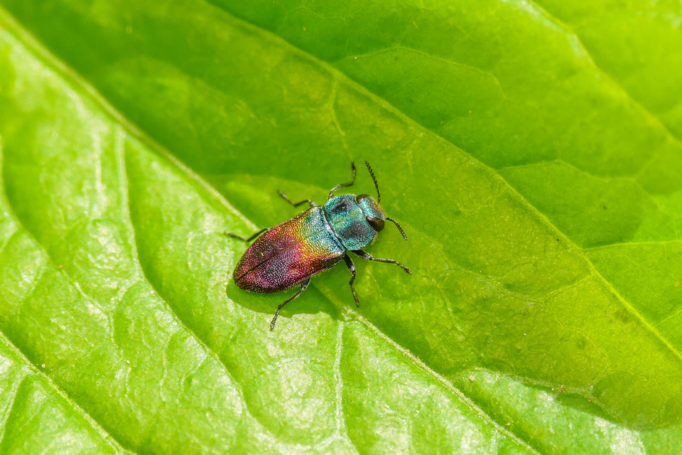 Anthaxia salicis - bíboros virágdíszbogár