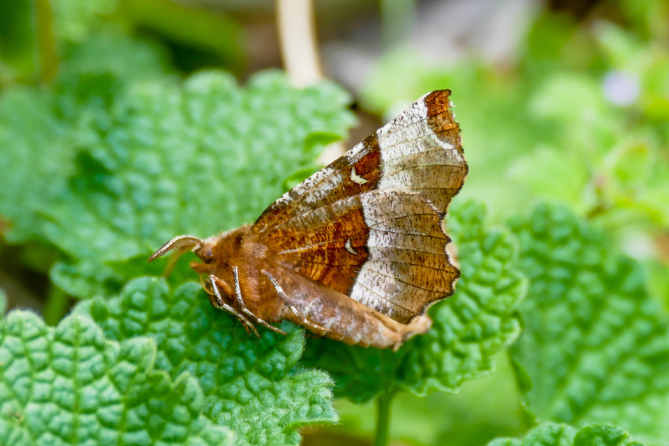 Selenia tetralunaria - négyfoltos holdasaraszoló