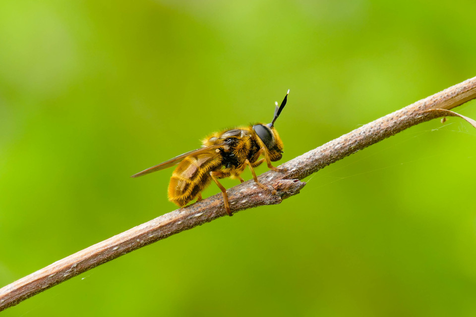 Callicera