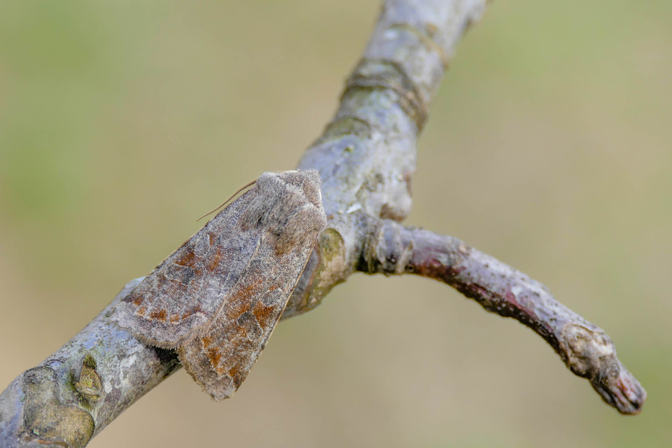 Orthosia incerta - változékony barkabagoly