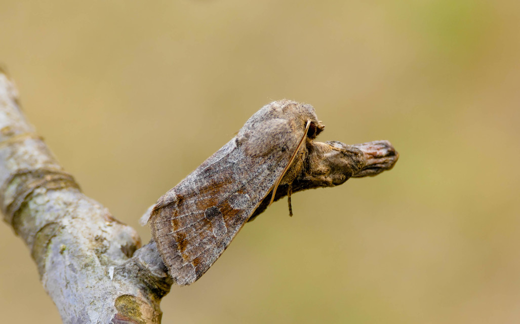 Orthosia incerta - változékony barkabagoly