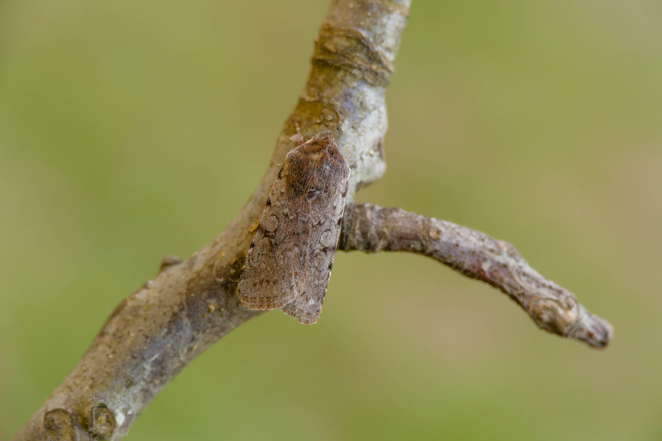 Cerastis rubricosa - vörhenyes tavaszibagoly
