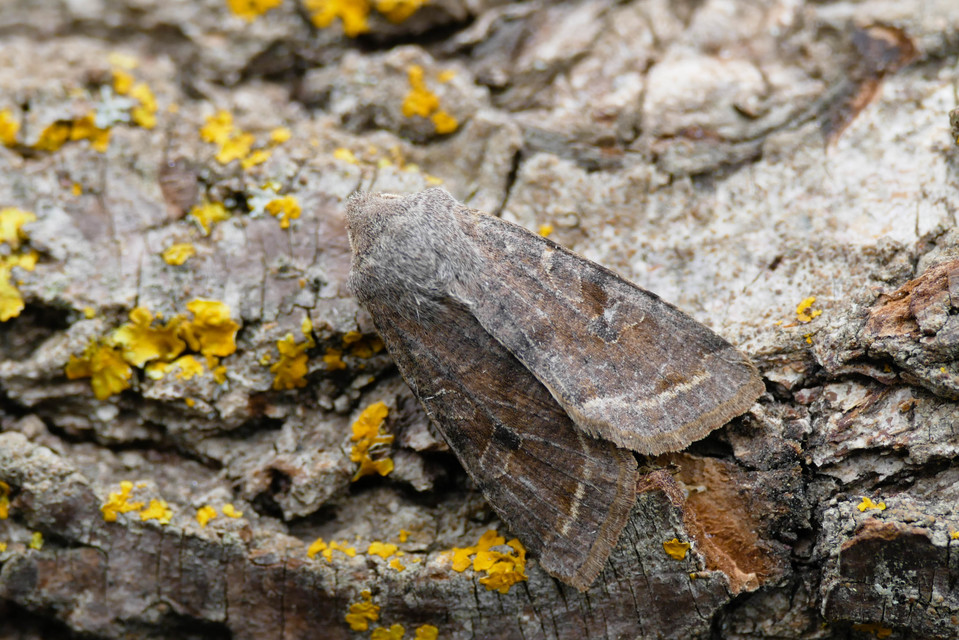 Orthosia incerta - változékony barkabagoly