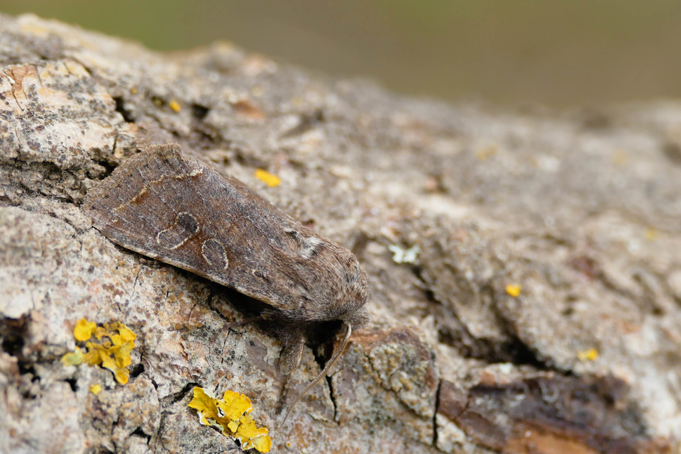Orthosia incerta - változékony barkabagoly
