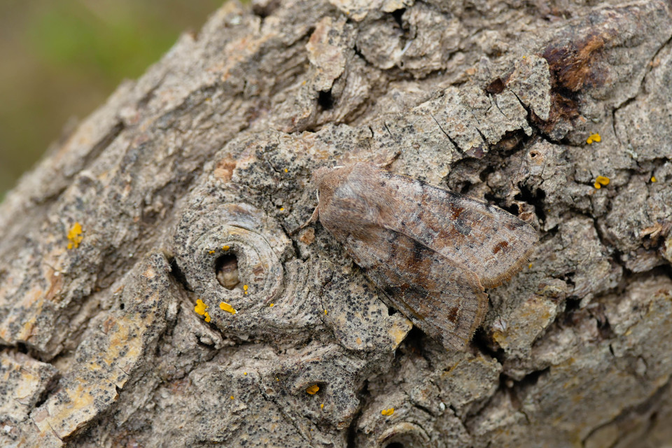 Orthosia incerta - változékony barkabagoly