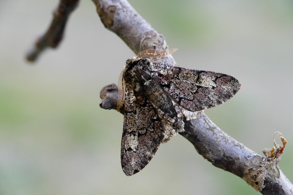 Biston strataria - barnapettyes araszoló