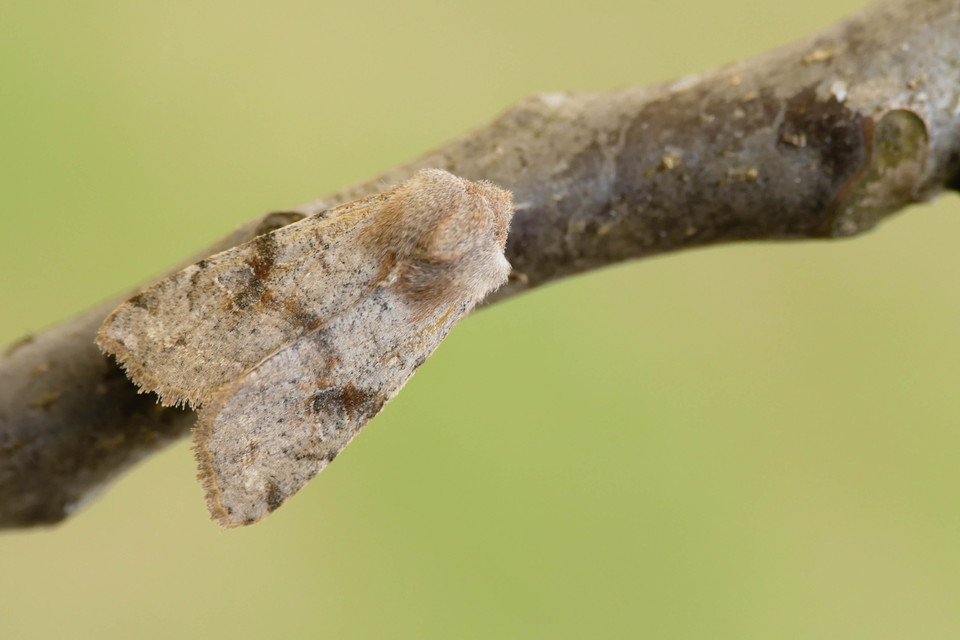 Orthosia incerta - változékony barkabagoly