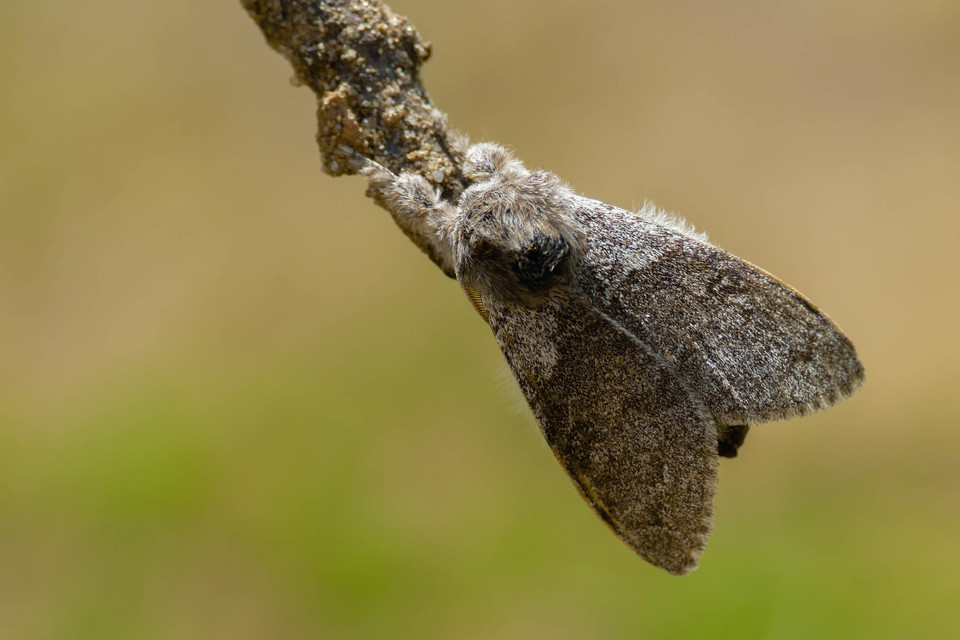 Calliteara pudibunda - hamvasszövő