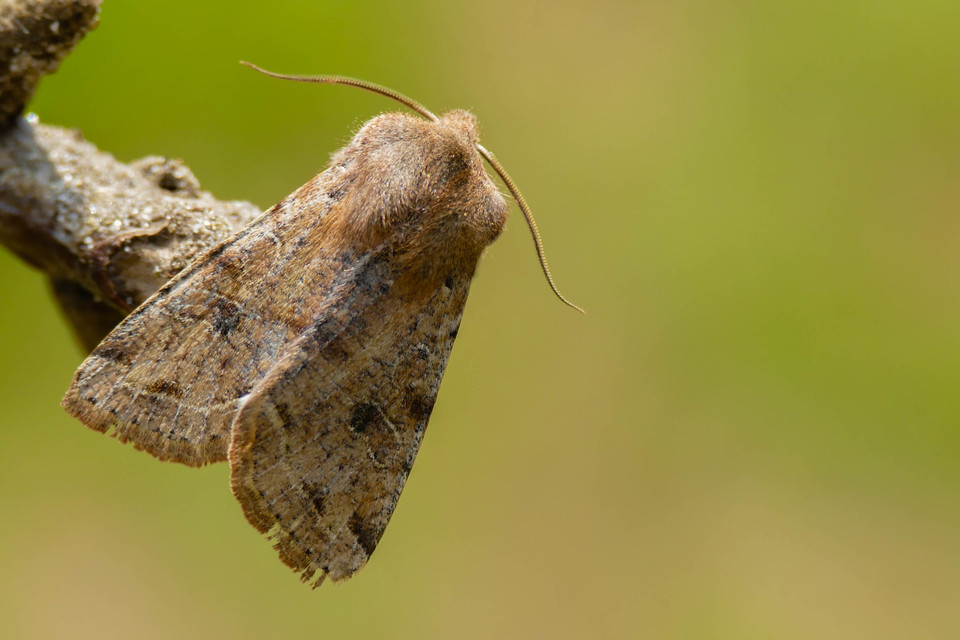 Orthosia incerta - változékony barkabagoly