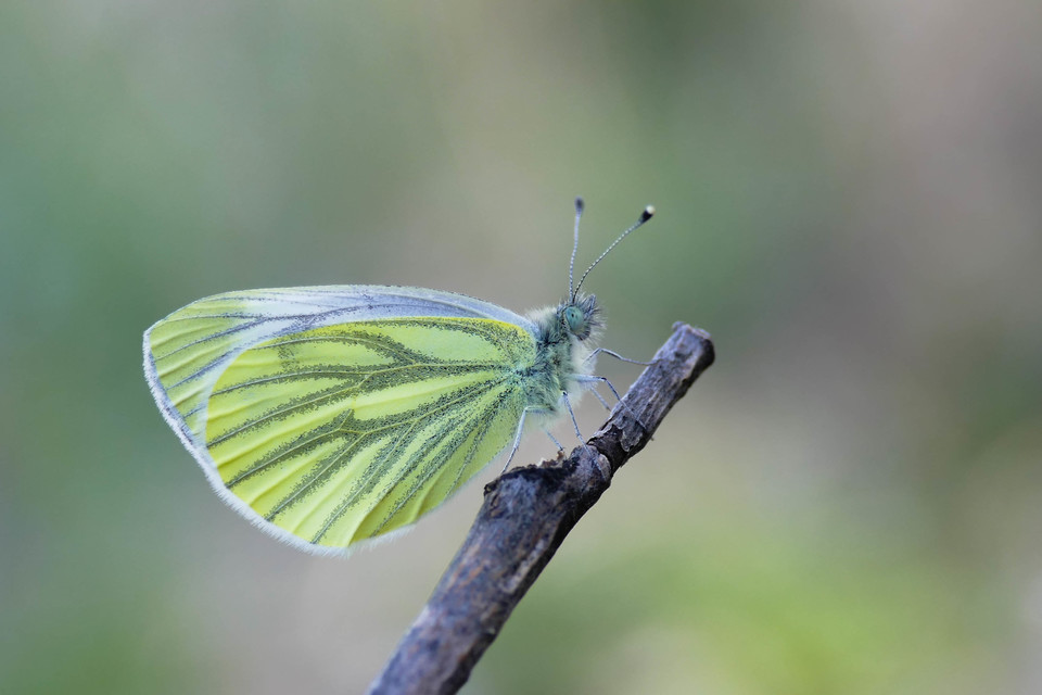 Pieris napi - repcelepke