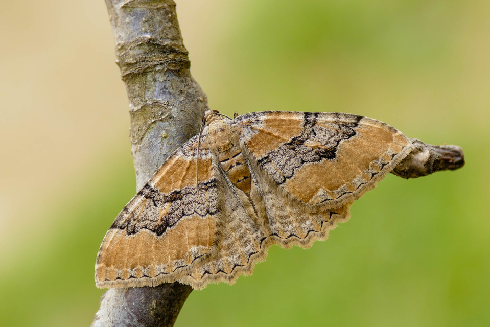 Hydria cervinalis - őzbarna araszoló