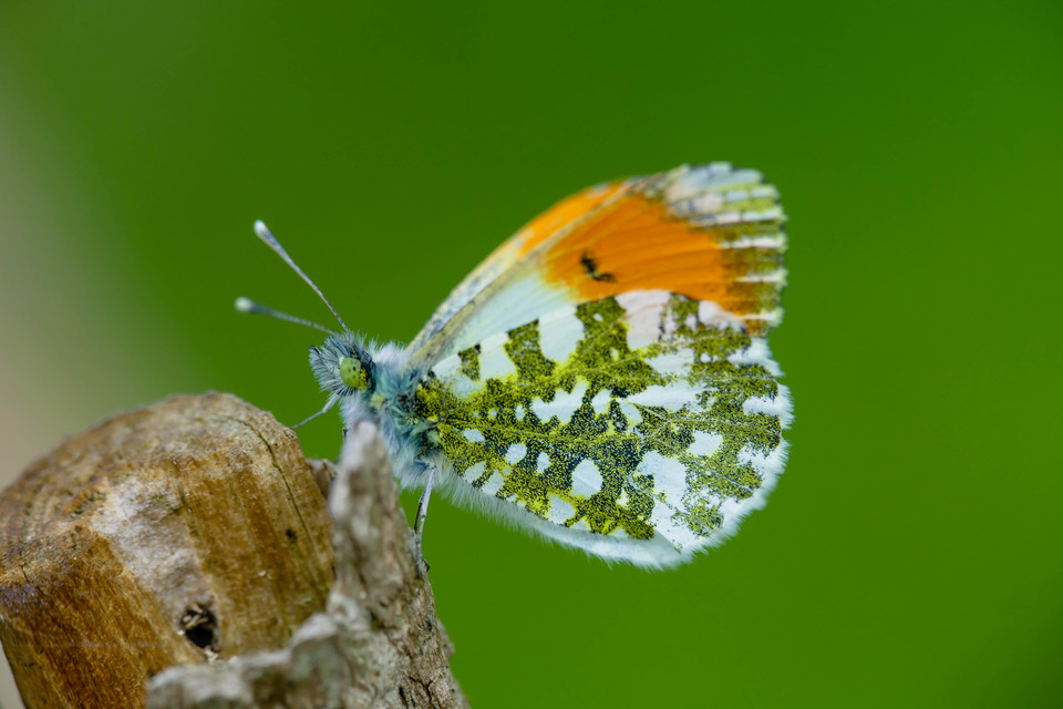 Anthocharis cardamines - hajnalpírlepke