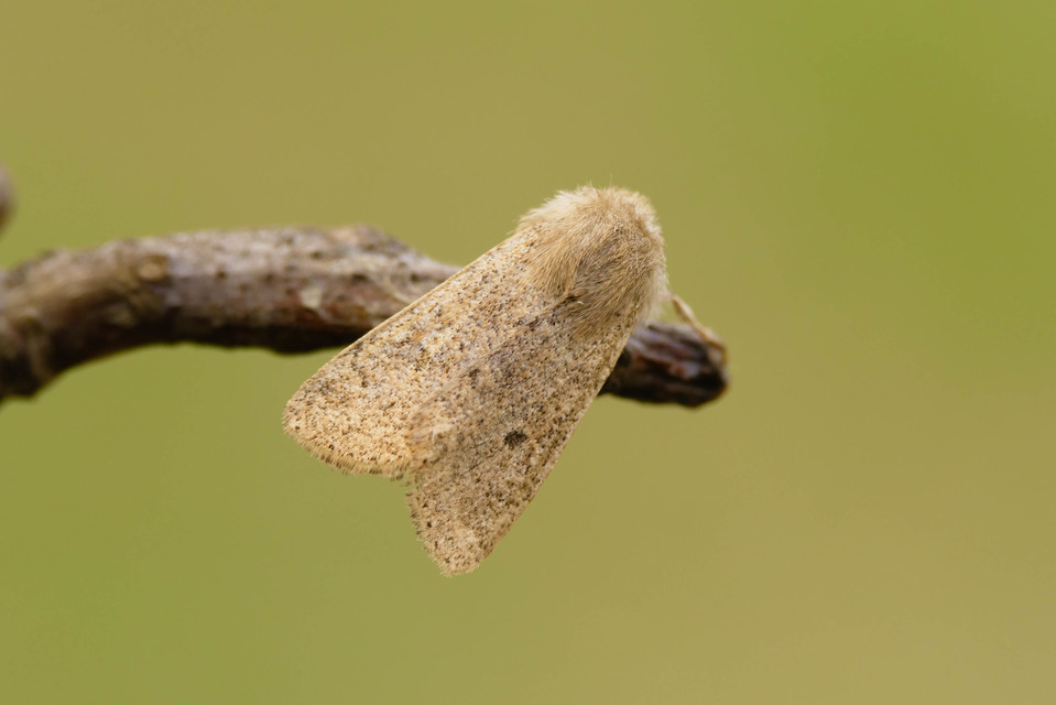 Orthosia cruda - kis barkabagoly