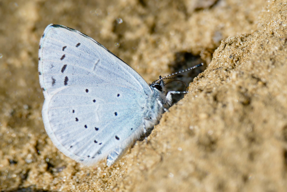Celastrina argiolus - bengeboglárka