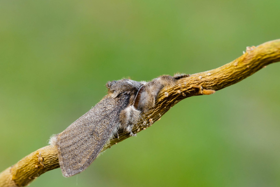 Calliteara pudibunda - hamvasszövő