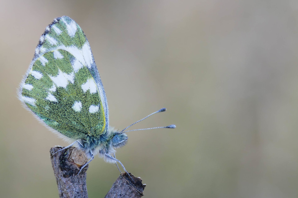 Pontia edusa - rezedalepke