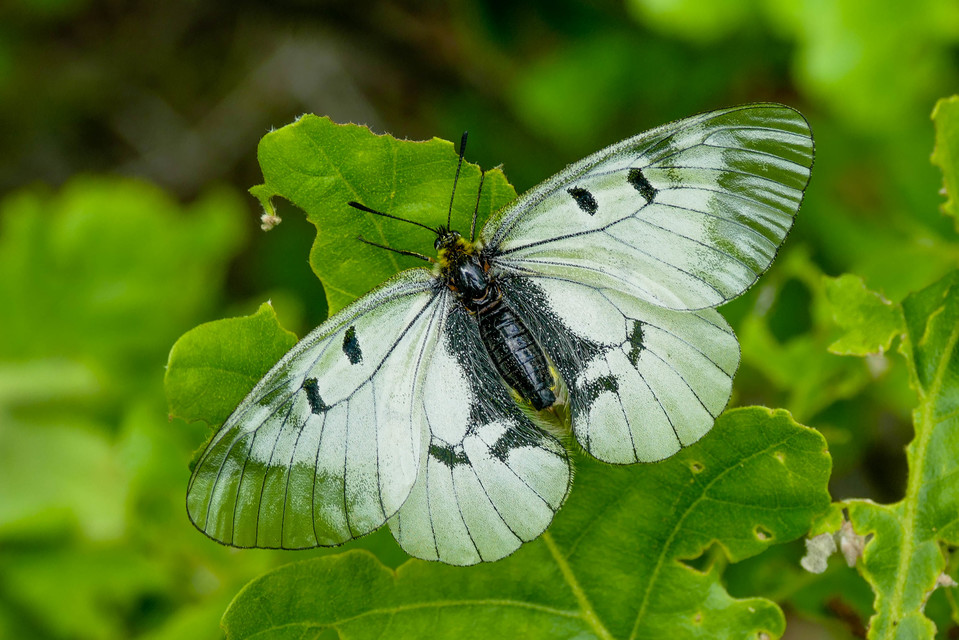 Parnassius mnemosyne - kis apollólepke