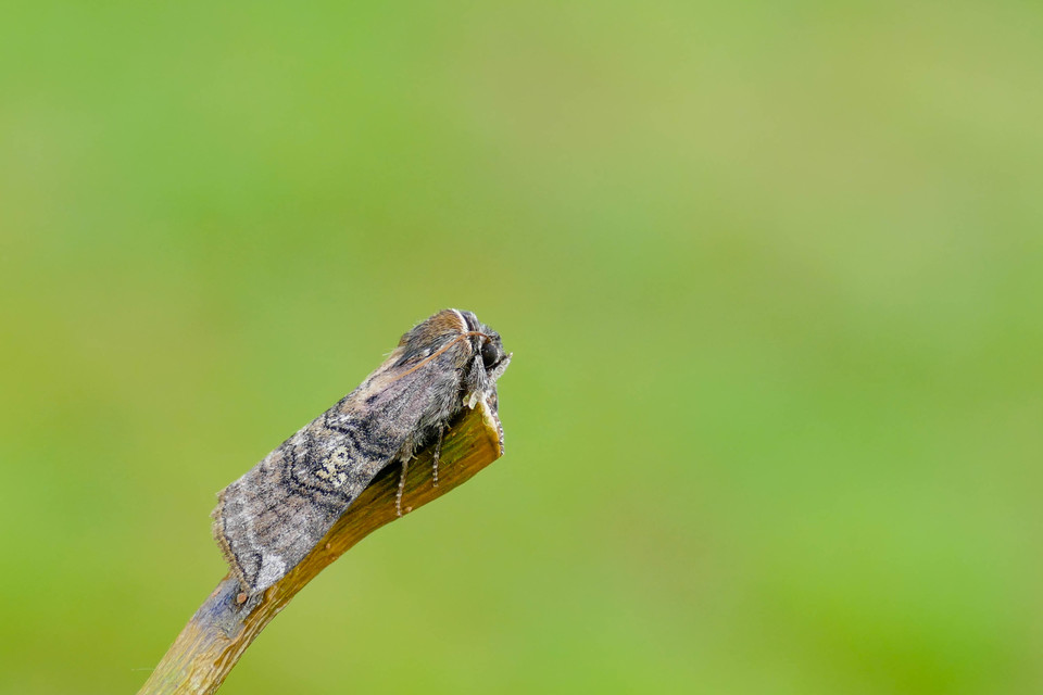 Tethea ocularis - pápaszemes pihésszövő
