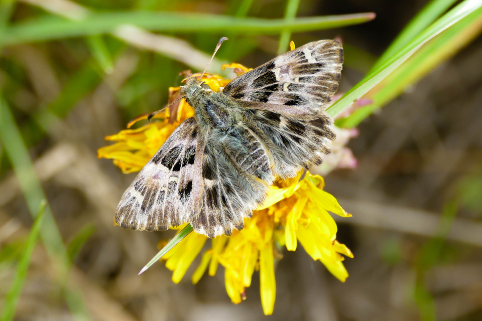 Carcharodus alceae - mályva-busalepke