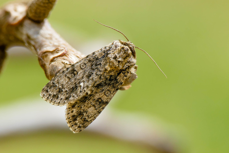 Acronicta rumicis - sóska-szigonyosbagoly