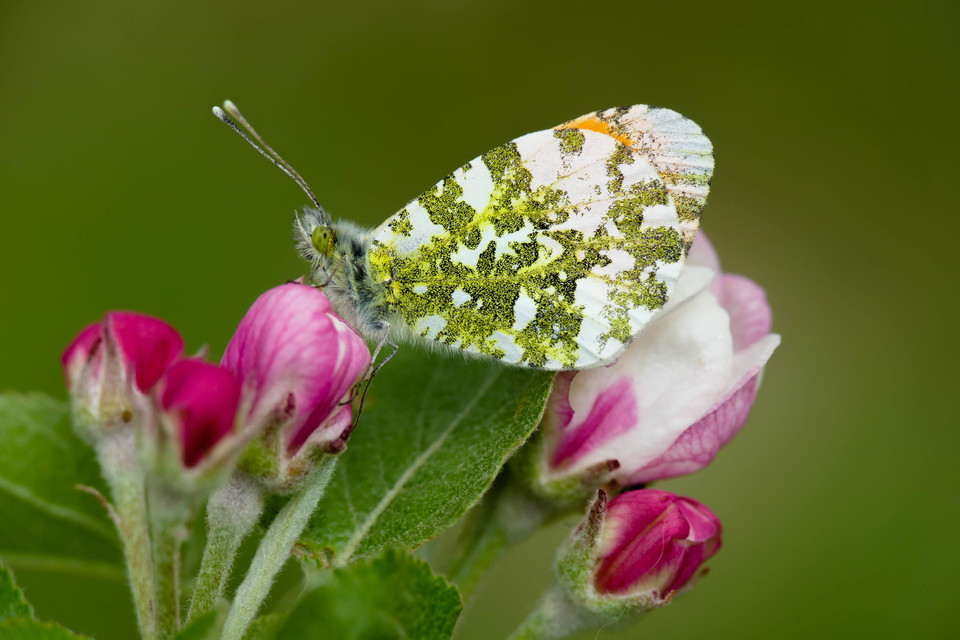 Anthocharis cardamines - hajnalpírlepke